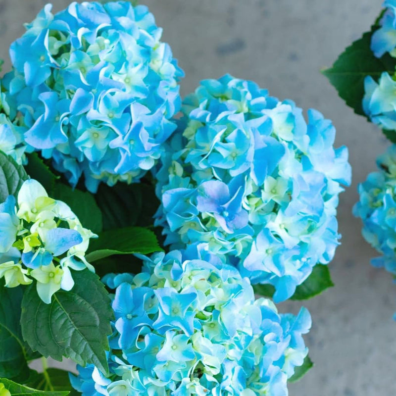 Sea Blue Hydrangea Flower seeds for Planting Seasonal Bloomer Heirloom & GMO Free Seeds for Home Garden
Sale seeds for home garden planting