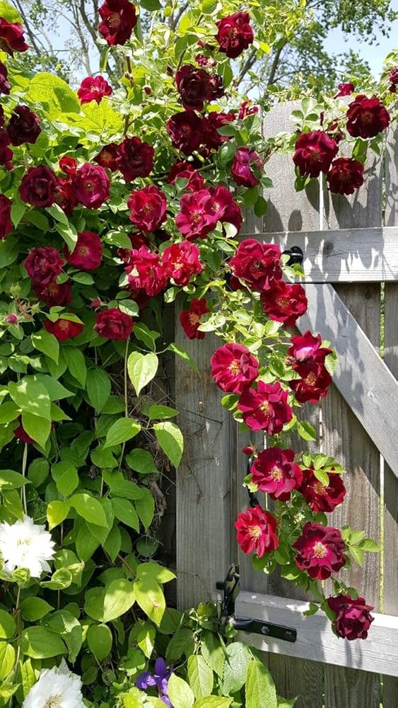 Maroon Climbing Rose Flower seeds for Planting - Wildflower Mix, Heirloom & GMO Free Seeds for Home Garden