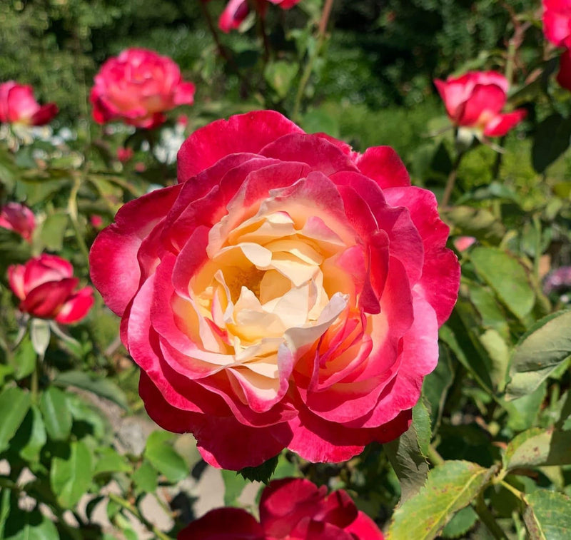 Pink and Yellow Rose Non-GMO Heirloom Garden Seeds Flower seeds for Planting - Pollinator Friendly, Heirloom & GMO Free Seeds for Home Garden
Sale for planting in home garden.