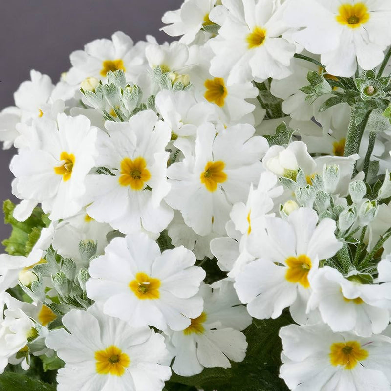 White & Yellow Primula Malacoides Flower seeds for Planting - Seasonal Bloomer, Heirloom & GMO Free Seeds for Home Garden