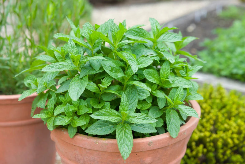 Mint Flower seeds for Planting - Cut Flower Favorite, Heirloom & GMO Free Seeds for Home Garden