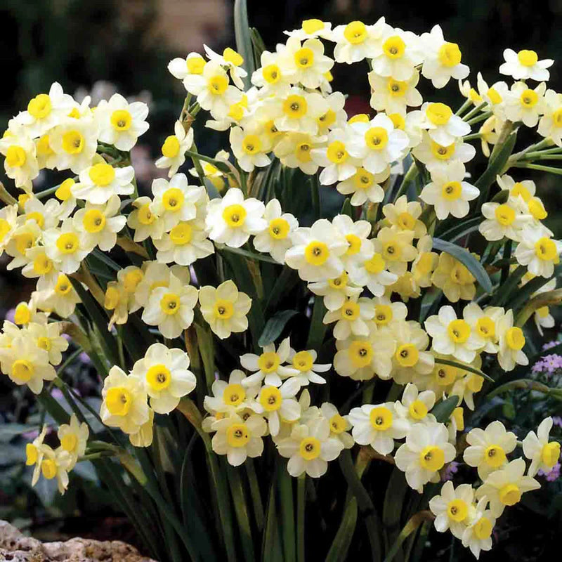 Blue Yellow Daffodils Flower seeds for Planting - Premium Quality, Heirloom & GMO Free Seeds for Home Garden