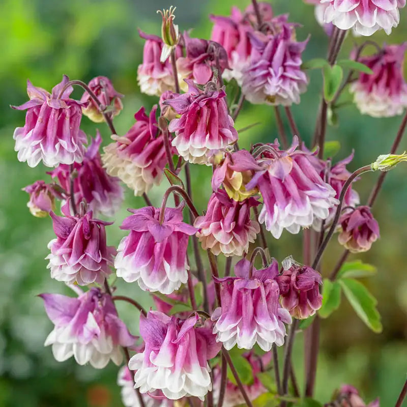 Pink Petticoat Flower seeds for Planting - Vibrant Colors, Heirloom & GMO Free Seeds for Home Garden