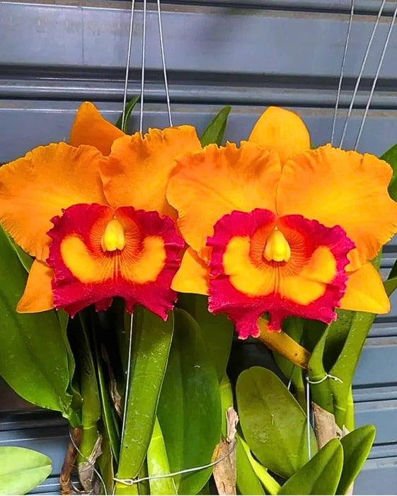 Orange Cattleya Hybrida Flower seeds for Planting Hardy Variety Heirloom & GMO Free Seeds for Home Garden
Sale