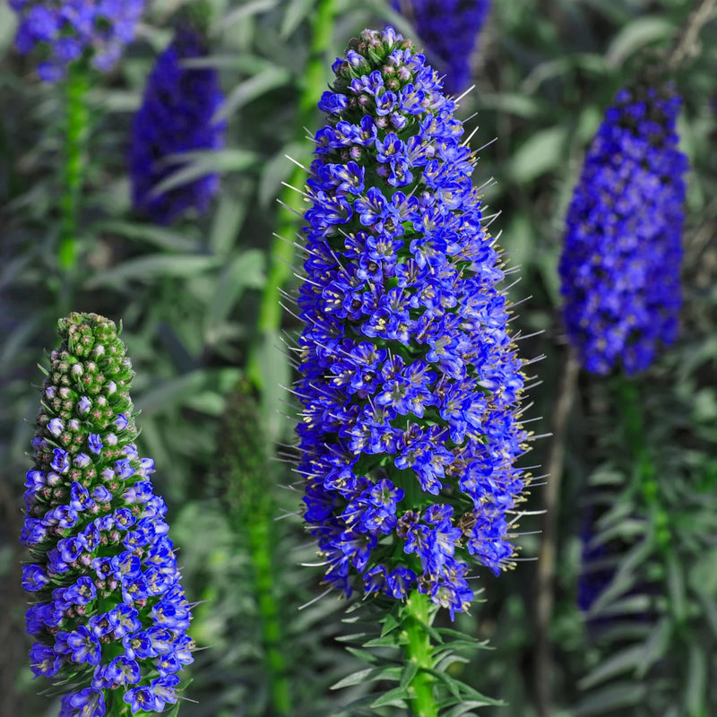 Madeira Flower seeds for Planting - Seasonal Bloomer, Heirloom & GMO Free Seeds for Home Garden