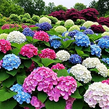 Hydrangea Flower seeds for Planting Easy to Grow Heirloom & GMO Free Seeds for Home Garden