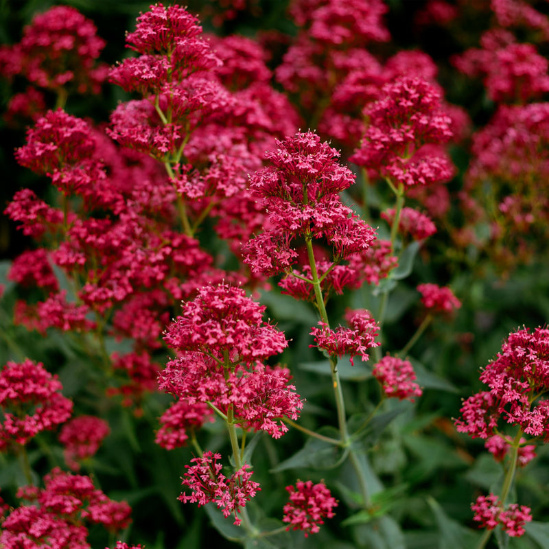 Red Jupiter Flower seeds for Planting - Cut Flower Favorite, Heirloom & GMO Free Seeds for Home Garden