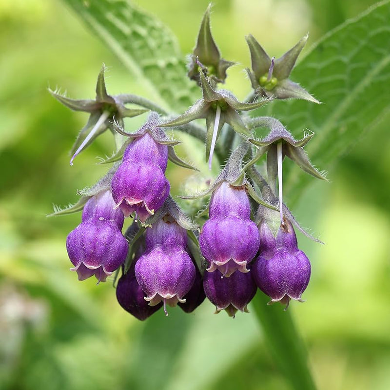 Purple Symphytum Flower seeds for Planting - Colorful Display, Heirloom & GMO Free Seeds for Home Garden
Sale seeds for planting in home garden