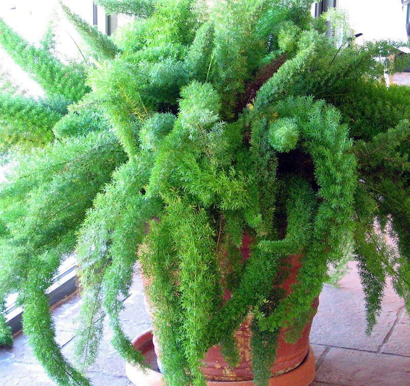 Beautifull Asparagus Meyeri Foxtail Fern Flower seeds for Planting - Hardy Variety, Heirloom & GMO Free Seeds for Home Garden
Sale seeds for home garden