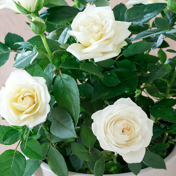 White Creeper Rose Flower seeds for Planting - Long Bloom Season, Heirloom & GMO Free Seeds for Home Garden