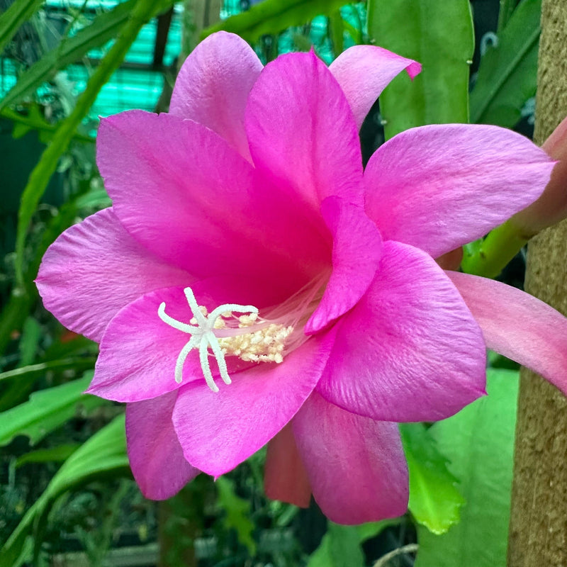 Chiapasia Nelsonii Flower seeds for Planting Seasonal Bloomer Heirloom & GMO Free Seeds for Home Garden
Sale seeds for home garden planting