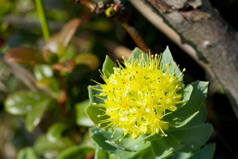 Green Rhodiola Rosea Flower seeds for Planting - Hardy Variety, Heirloom & GMO Free Seeds for Home Garden