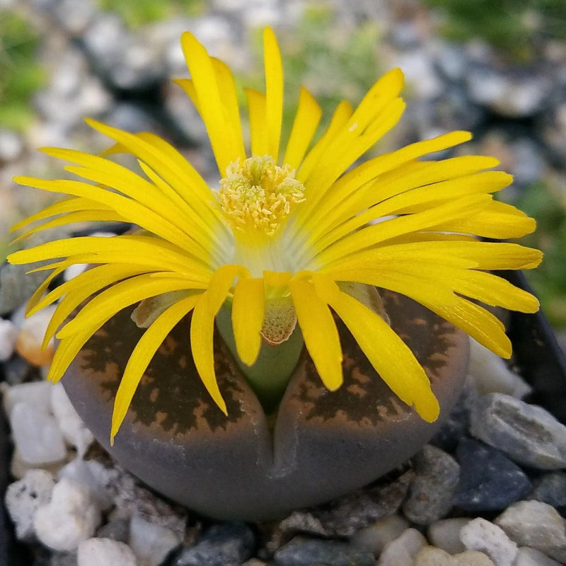 Living Stone Succulent Flower seeds for Planting - Vibrant Colors, Heirloom & GMO Free Seeds for Home Garden