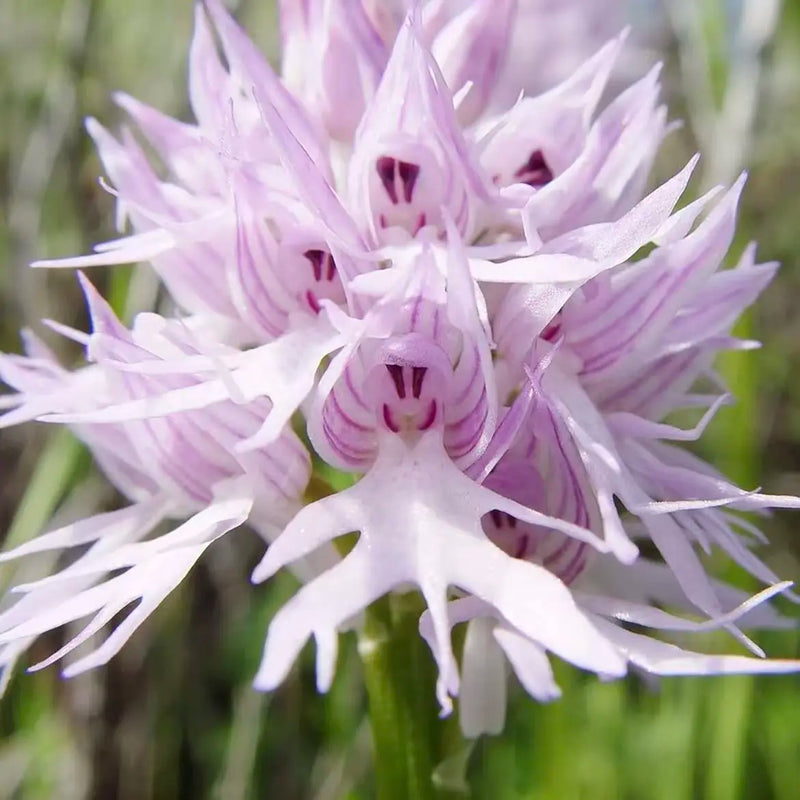 White Man Orchid Flower seeds for Planting - Low Maintenance, Heirloom & GMO Free Seeds for Home Garden