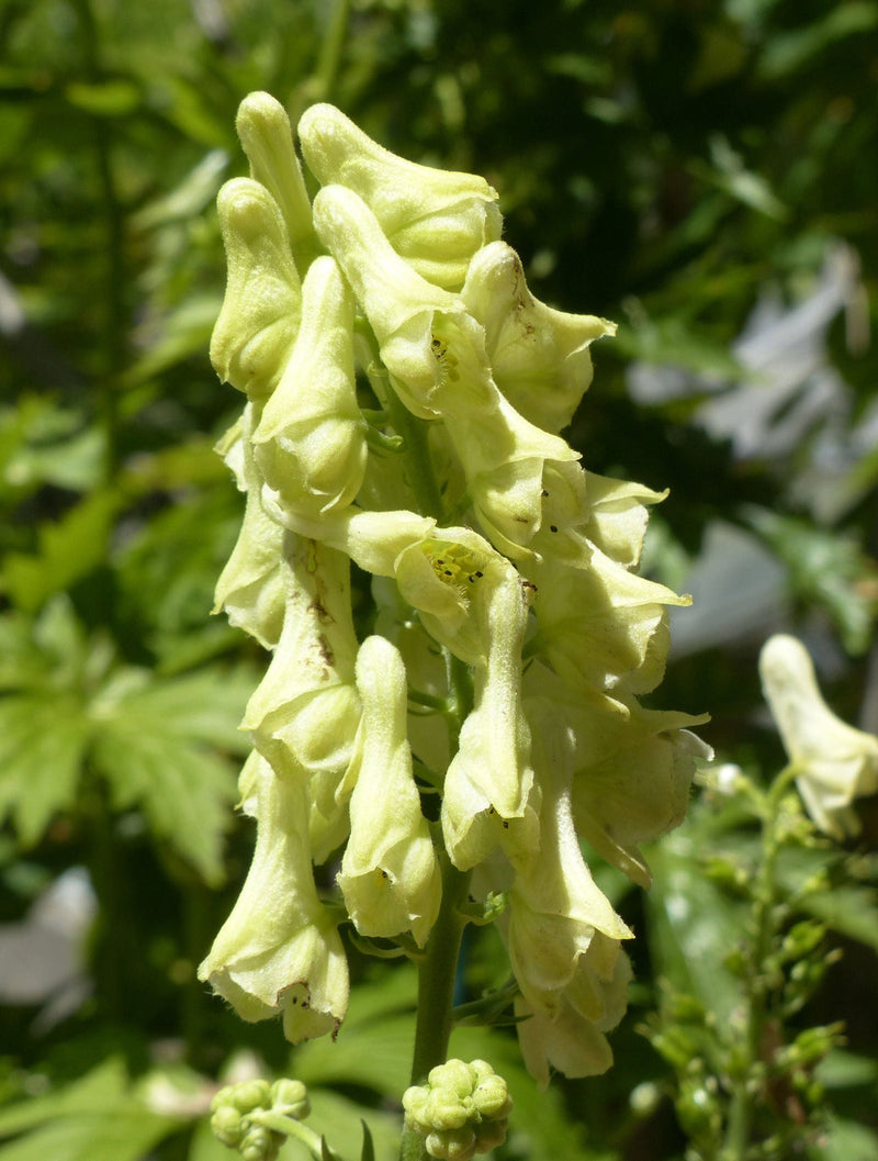 Lycoctonum Flower seeds for Planting Drought Tolerant Heirloom & GMO Free Seeds for Home Garden
Sale for planting in home garden