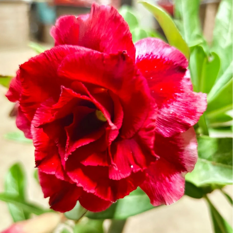 Red Rose Bonsai Flower seeds for Planting - Perfect for Borders, Heirloom & GMO Free Seeds for Home Garden