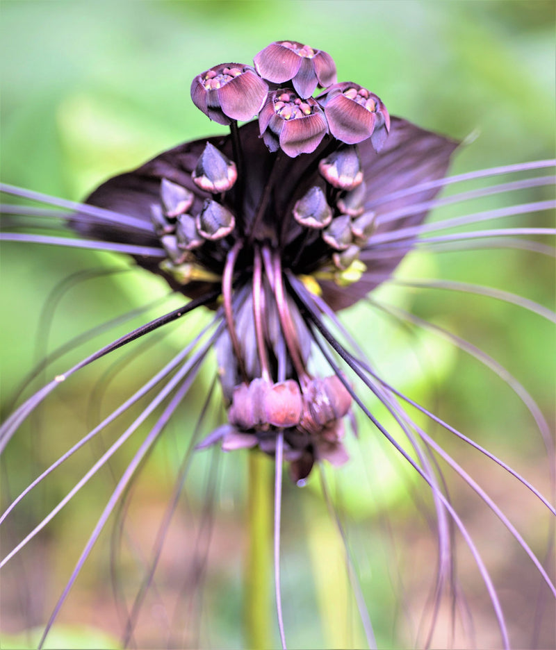 Tacca Chantrieri Flower seeds for Planting Colorful Display Heirloom & GMO Free Seeds for Home Garden