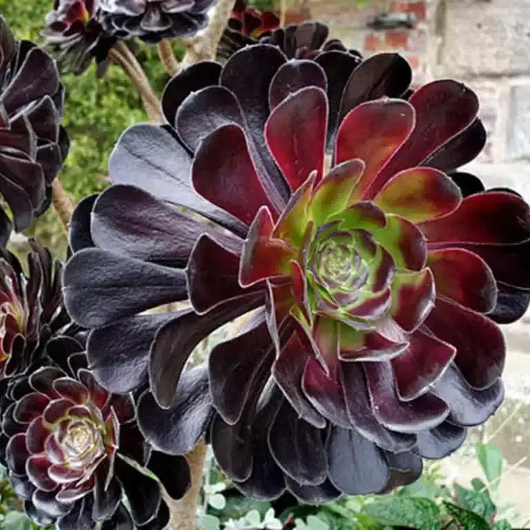 Arboreum Atropureum Flower seeds for Planting - Low Maintenance, Heirloom & GMO Free Seeds for Home Garden