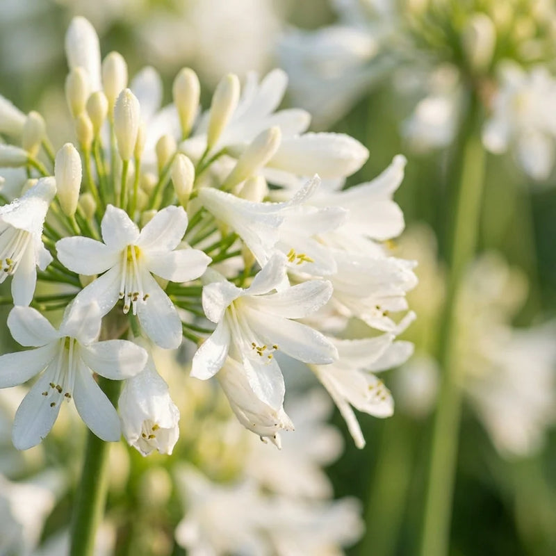 Agapanthus Africanus Flower seeds for Planting Compact Growth Heirloom & GMO Free Seeds for Home Garden