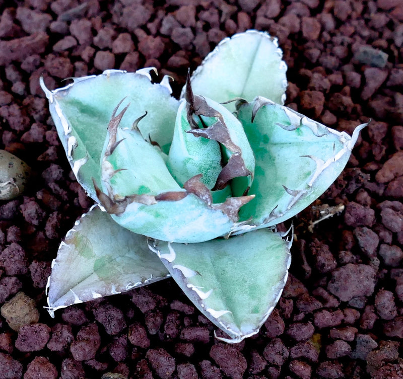 Blue Titanota Flower seeds for Planting Hardy Variety Heirloom & GMO Free Seeds for Home Garden
Sale