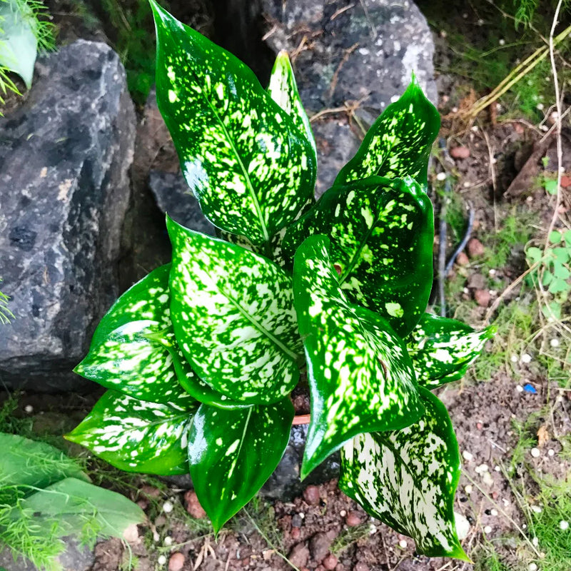 Green Aglaonema Flower seeds for Planting - Cottage Garden Essential, Heirloom & GMO Free Seeds for Home Garden