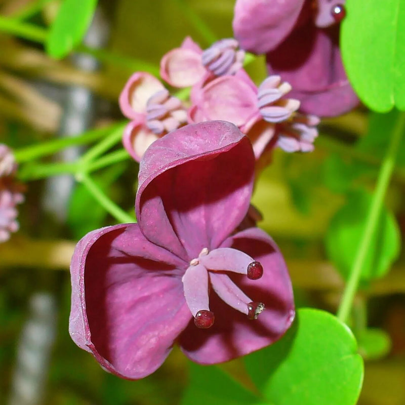 Akebia Flower Seeds, Ideal for Your Garden Planting