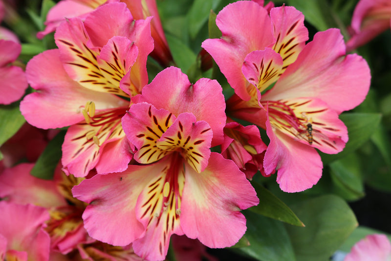 "Alstroemeria Flower seeds for Planting Bright Blooms Heirloom & GMO Free Seeds for Home Garden
