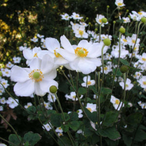 White Autumn Flower seeds for Planting - Premium Quality, Heirloom & GMO Free Seeds for Home Garden