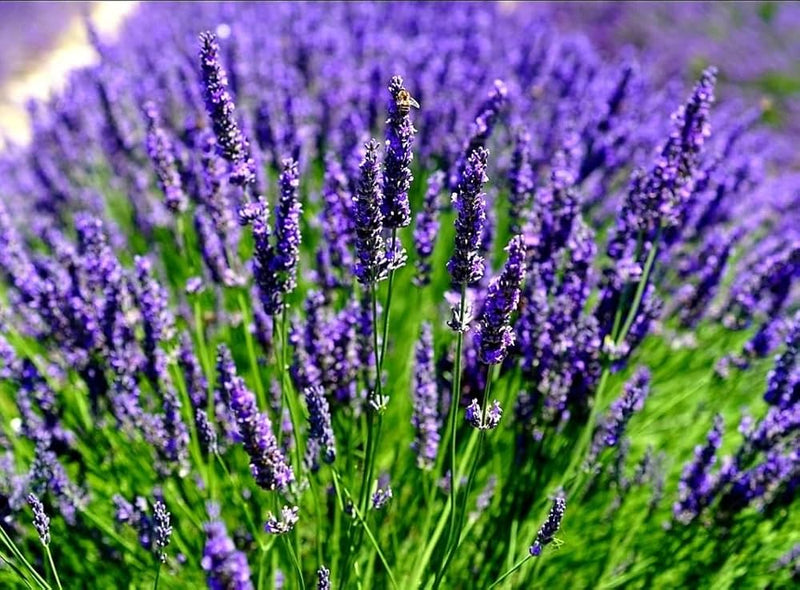 Angustifolia flower seeds for planting