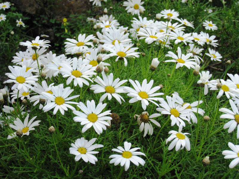 Yellow White Argyranthemum Flower seeds for Planting - Pollinator Friendly, Heirloom & GMO Free Seeds for Home Garden
Sale seeds for home garden