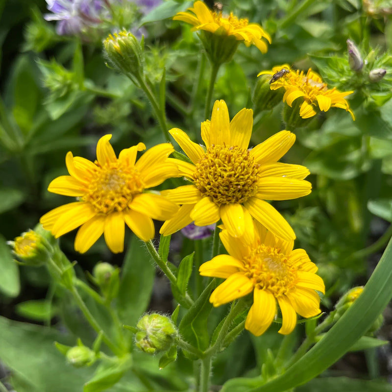 Arnica Flower Seeds for Planting