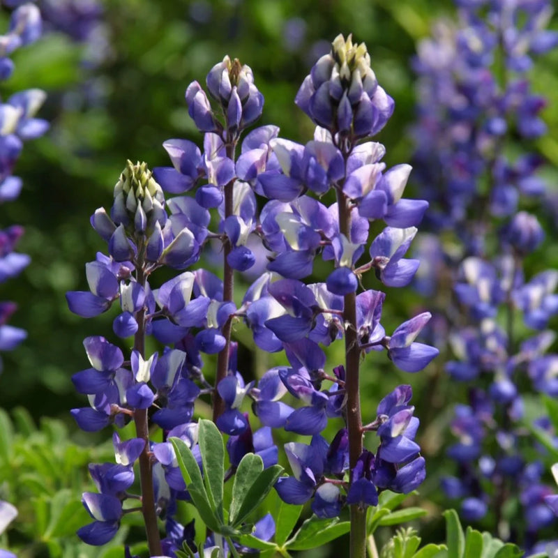 Purple Arroyo Lupine Flower seeds for Planting - Premium Quality, Heirloom & GMO Free Seeds for Home Garden