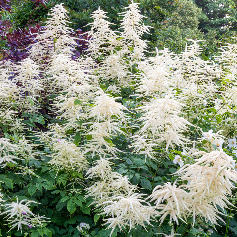White Aruncus Dioicus Flower seeds for Planting - Seasonal Bloomer, Heirloom & GMO Free Seeds for Home Garden