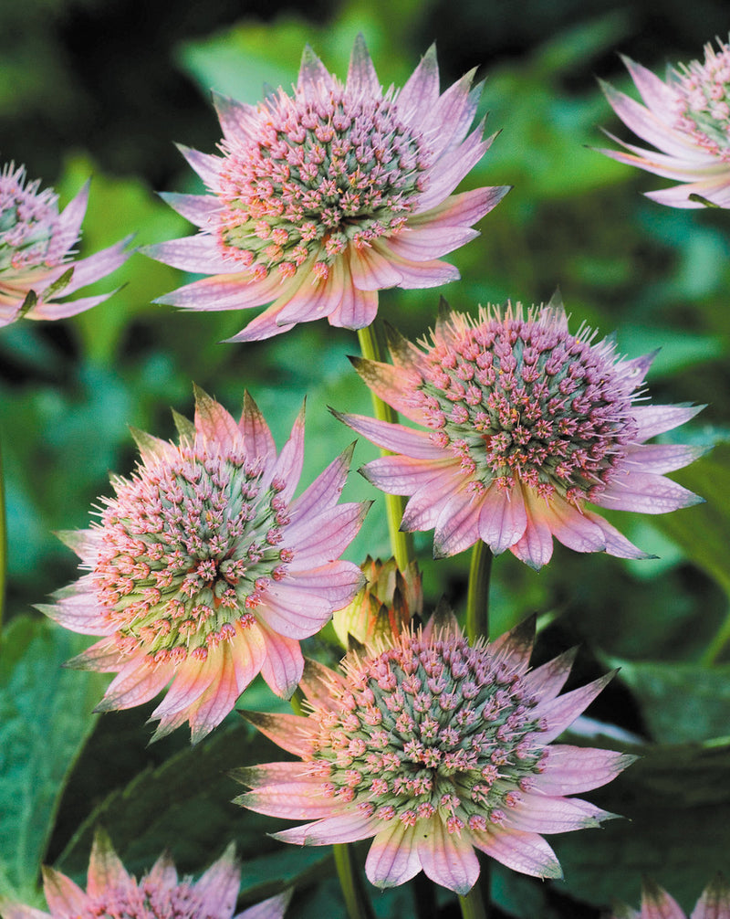 Astrantia Pincushion Flower seeds for Planting Perfect for Borders Heirloom & GMO Free Seeds for Home Garden
