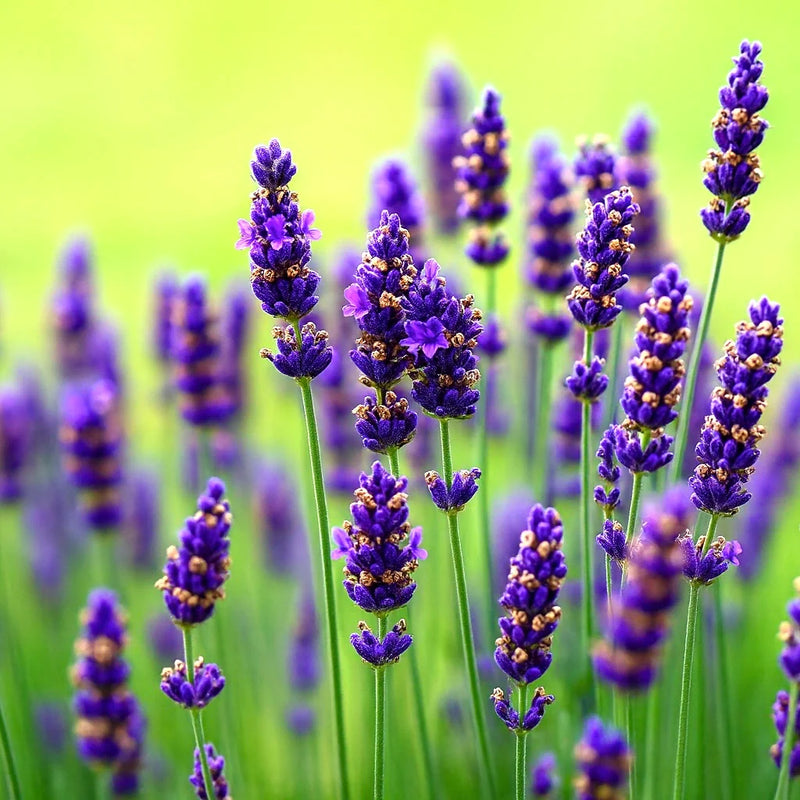 Lavender Flower seeds for Planting - Cut Flower Favorite, Heirloom & GMO Free Seeds for Home Garden