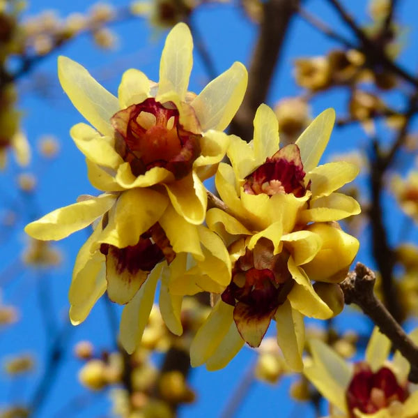 Chimonanthus Praecox Flower Planting Seeds for Your Garden