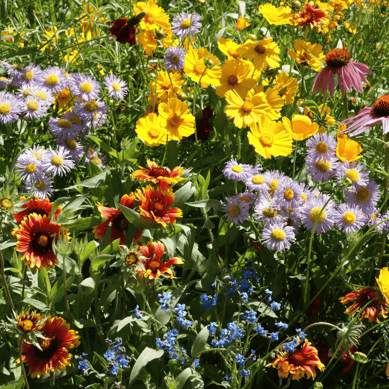 Mixed Oenothera Flower seeds for Planting - Wildflower Mix, Heirloom & GMO Free Seeds for Home Garden
Sale for planting in home garden.