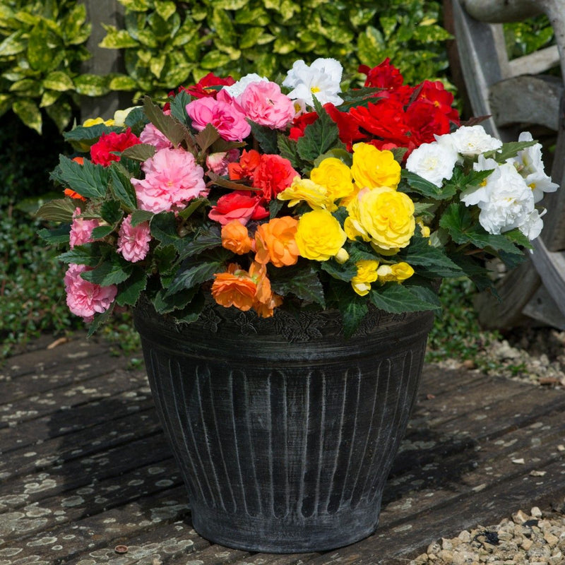 Mixed Begonia Flower seeds for Planting - Long Bloom Season, Heirloom & GMO Free Seeds for Home Garden
