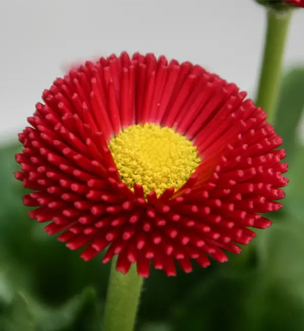 Red Bellis Flower seeds for Planting - Bright Blooms, Heirloom & GMO Free Seeds for Home Garden
Sale seeds for home garden
