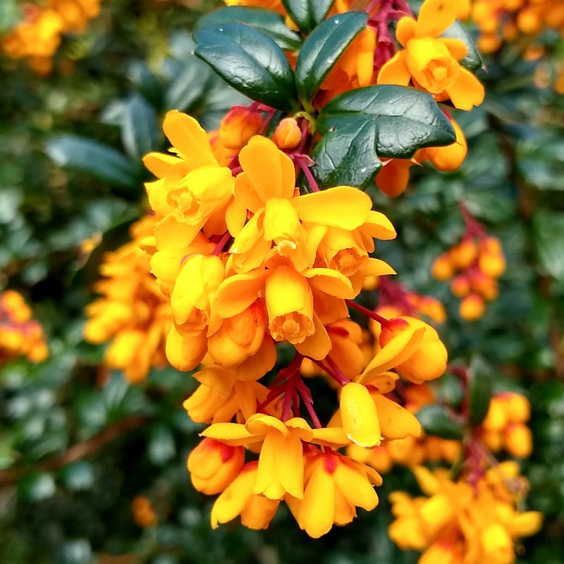 Yellow Darwinii Flower seeds for Planting - Wildflower Mix, Heirloom & GMO Free Seeds for Home Garden