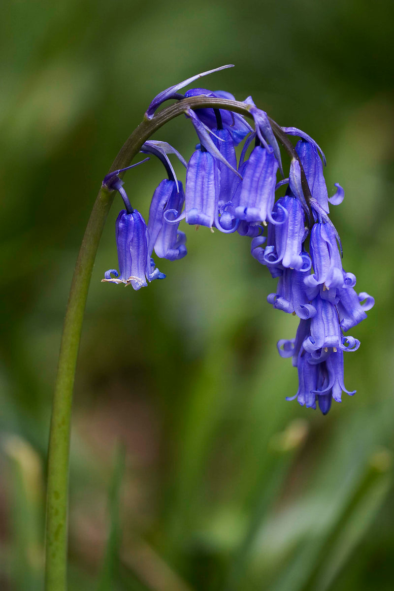 Blue Bell flower seeds for planting