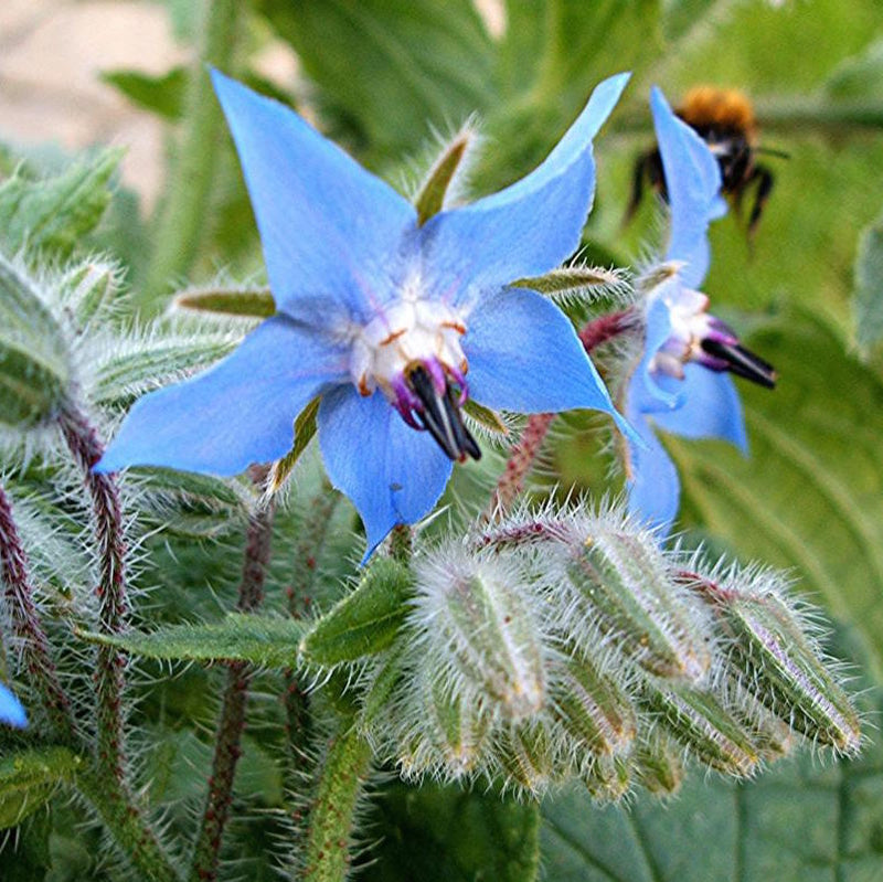 Blue Borage Flower seeds for Planting - Vibrant Colors, Heirloom & GMO Free Seeds for Home Garden