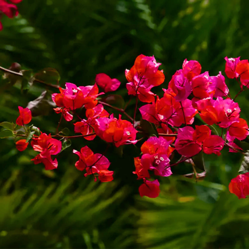 Buganvilla Flower seeds for Planting - Easy to Grow, Heirloom & GMO Free Seeds for Home Garden
Sale seeds for home garden