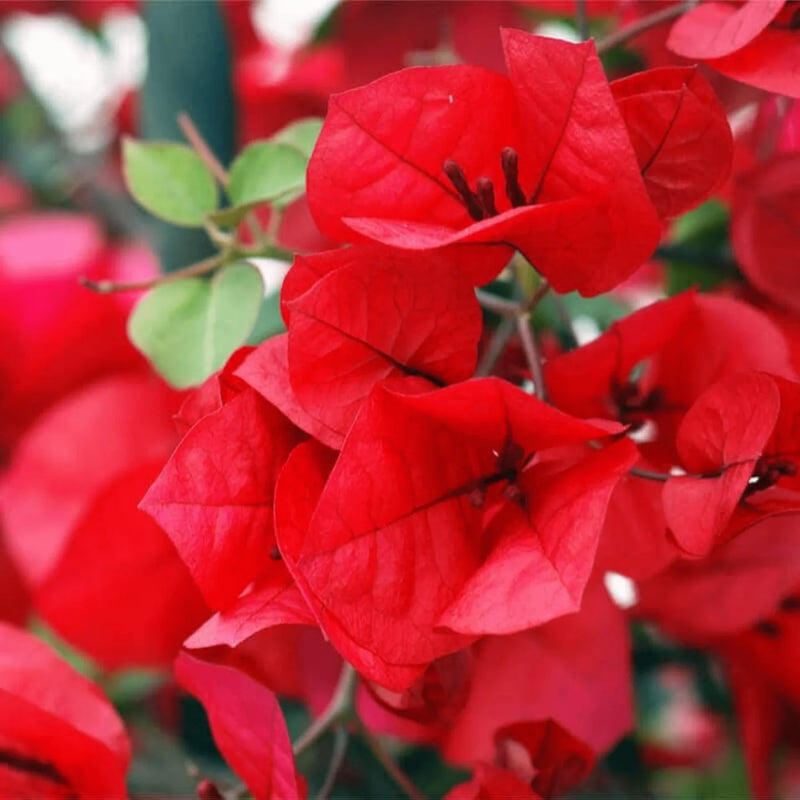 Red Bougainvillea Flower Seeds for Planting