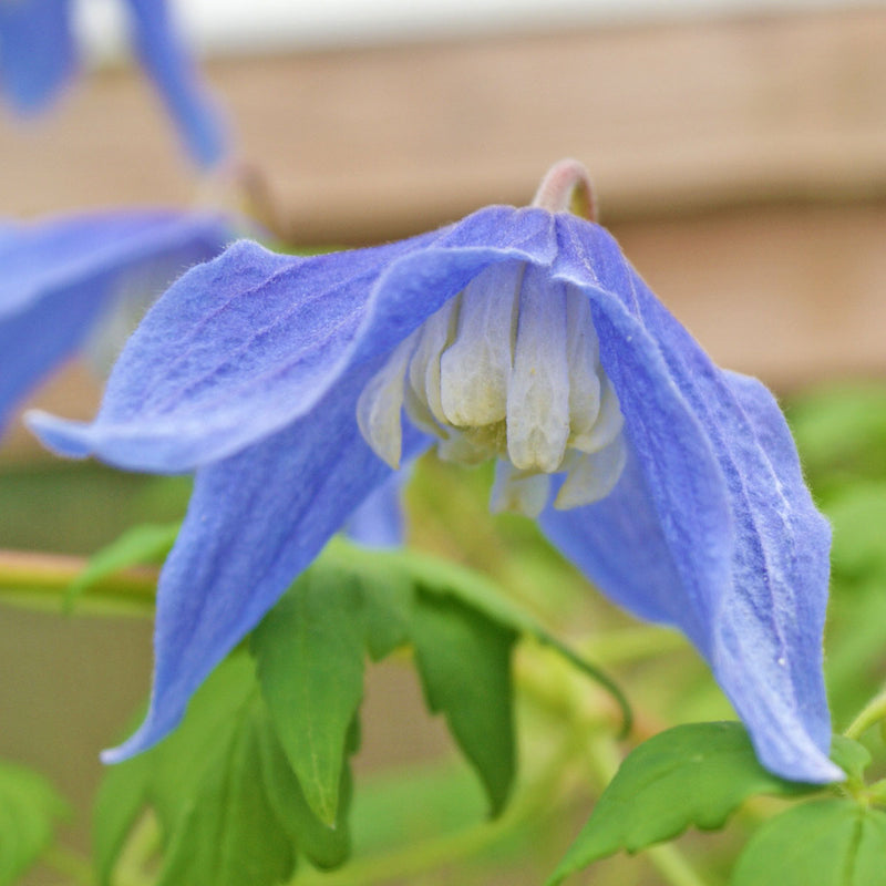 Blue White Clematis Flower Seeds Shade Tolerant Heirloom & GMO Free Seeds for Home Garden
Sale