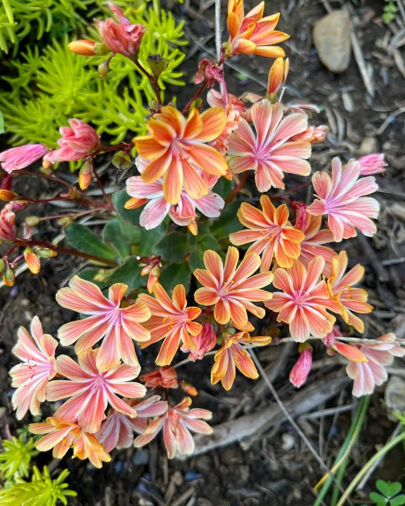 Strain Flower Seeds – Various Species for Planting in Flower Bed