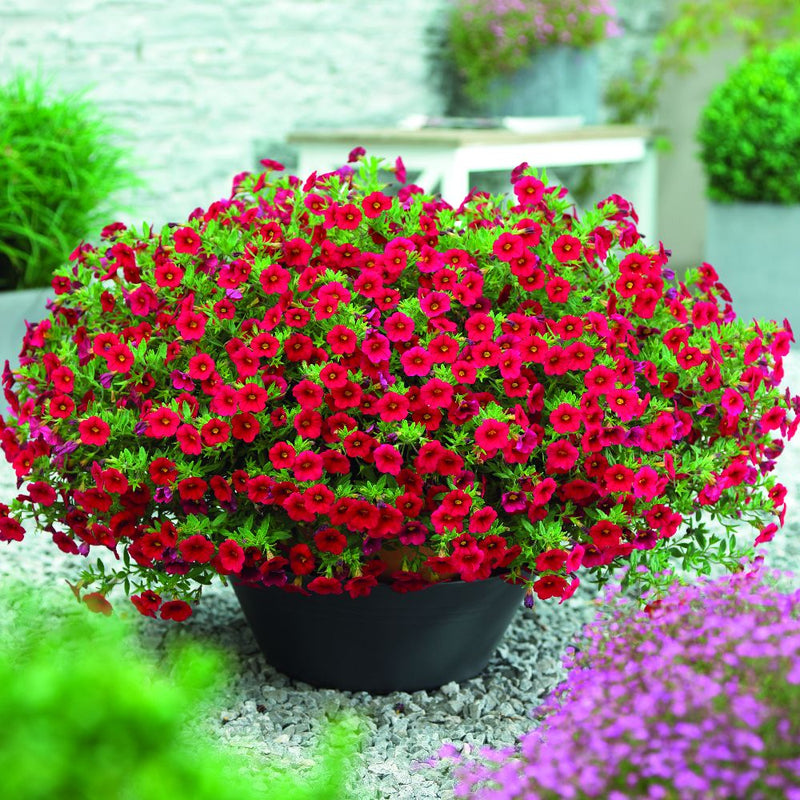 Calibrachoa (Calibrachoa Flower) seeds for planting in home garden
