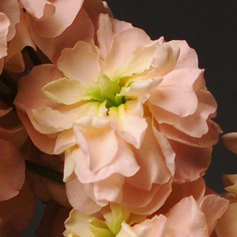 Peach Matthiola Incana Flower seeds for Planting - Low Maintenance, Heirloom & GMO Free Seeds for Home Garden