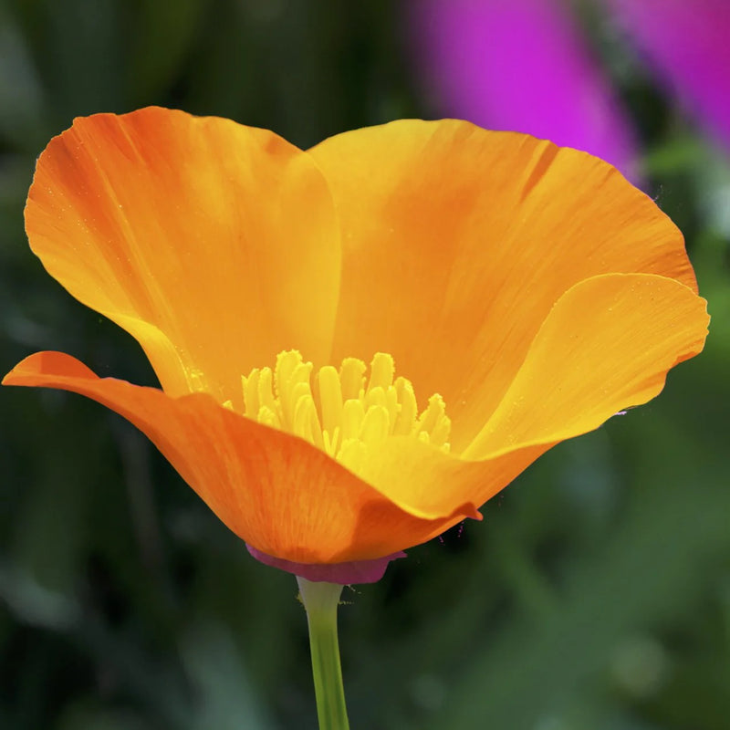 Cali Flower seeds for Planting - Wildflower Mix, Heirloom & GMO Free Seeds for Home Garden