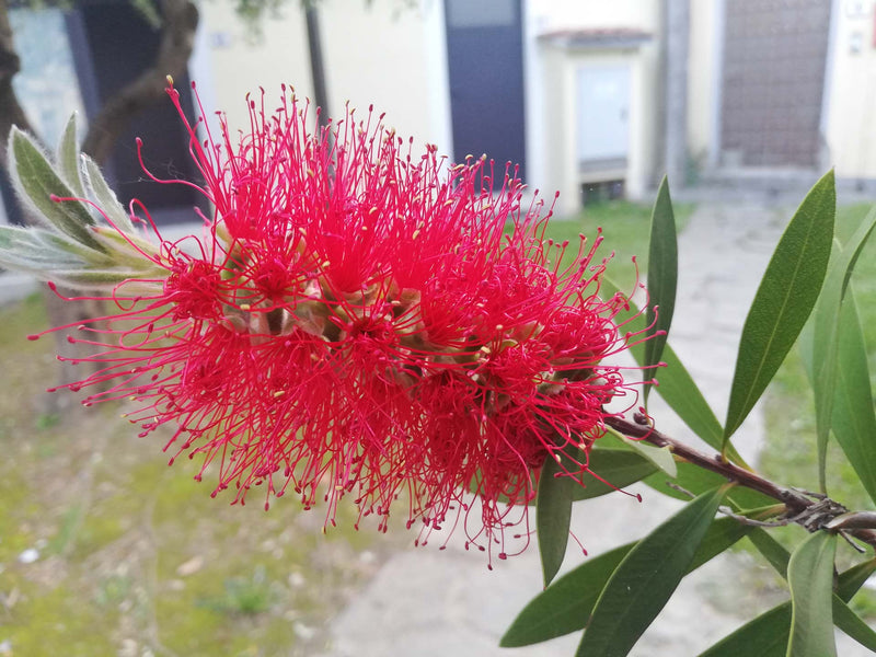 Pink Melaleuca Flower seeds for Planting - Fragrant Blossoms, Heirloom & GMO Free Seeds for Home Garden